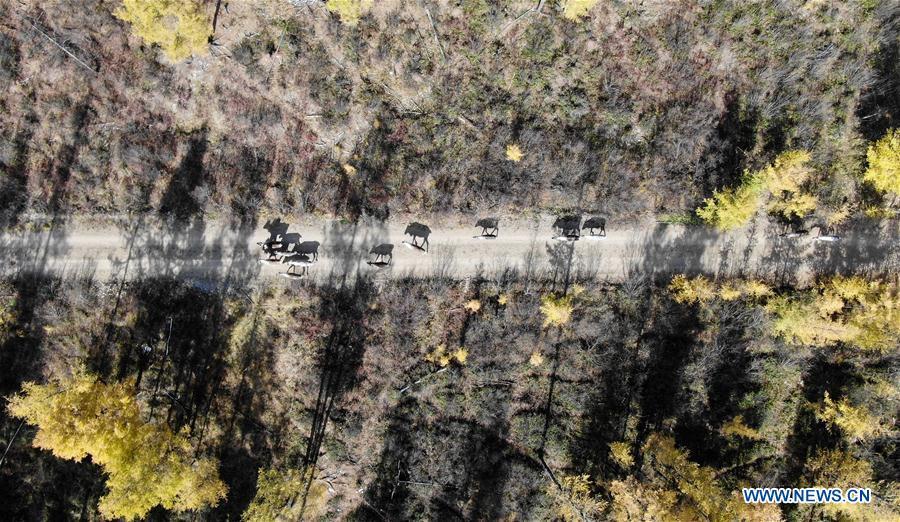 A herd of reindeer roam in Yue\'anli Forest Farm of Genhe forestry bureau in the Greater Khingan Mountains of north China\'s Inner Mongolia Autonomous Region, Sept. 18, 2018. Staff members at Yue\'anli Forest Farm are responsible for the conservation and breeding work of reindeer in China. (Xinhua/Li Renzi)