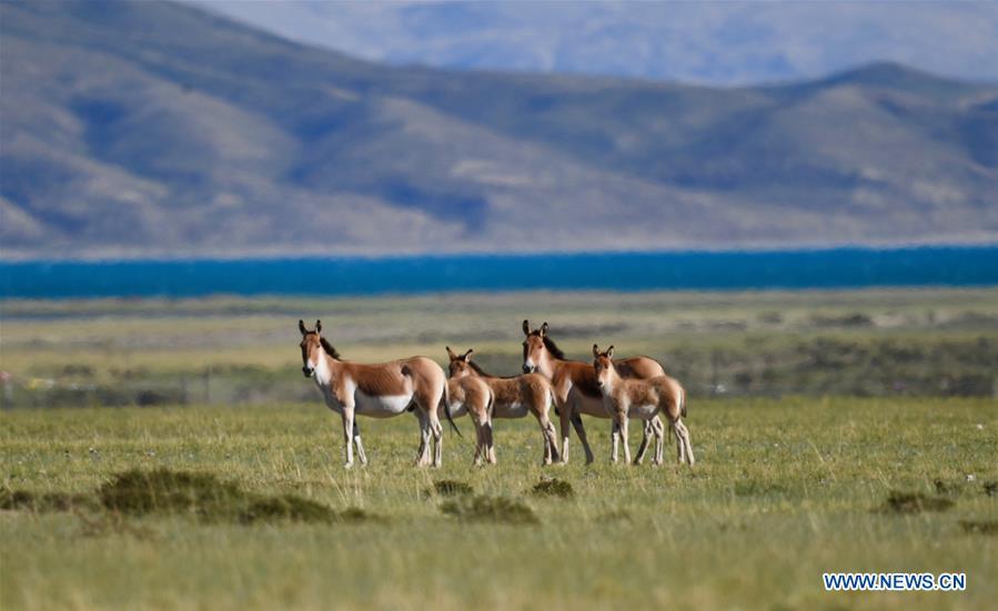 Photo taken on Sept. 8, 2018 shows Tibetan wild donkeys, a species under first-class national protection, in Ali Prefecture, southwest China\'s Tibet Autonomous Region. Ali Prefecture, with an average altitude of above 4,500 meters and an area of more than 300,000 square kilometers, is located in the western part of the Tibetan region. The Changtang National Natural Reserve here is the habitat of a variety of wild animals. (Xinhua/Purbu Zhaxi)