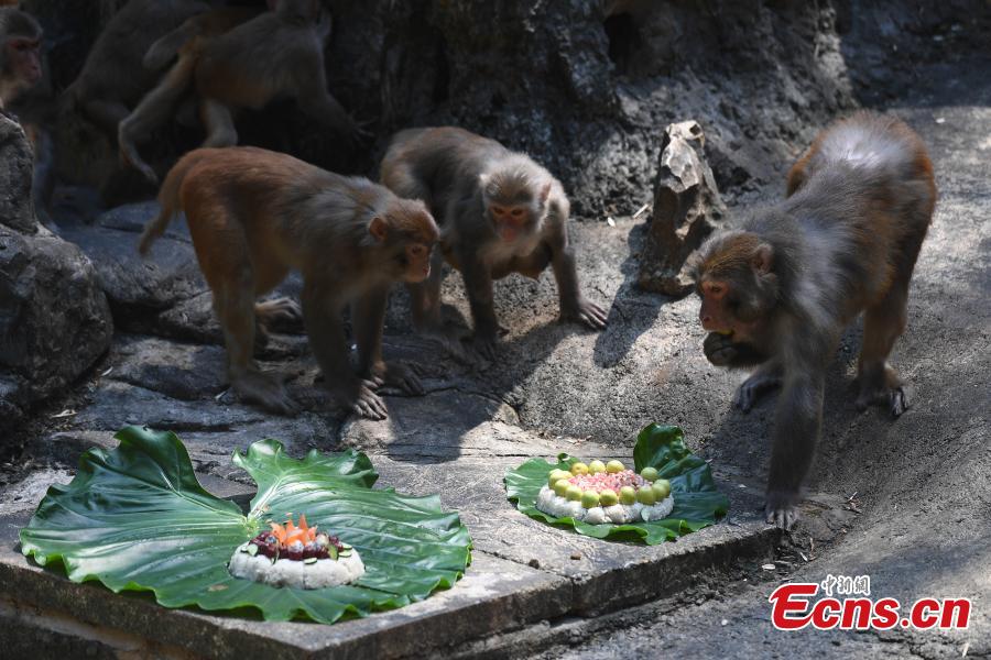 Special moon cakes made with ingredients like fish and fruits are fed to animals at a zoo in Nanning City, South China’s Guangxi Zhuang Autonomous Region, Sept. 20, 2018. The zoo organized a moon cake cooking event ahead of the Mid-Autumn Festival on Sept. 24. (Photo: China News Service/Yu Jing)