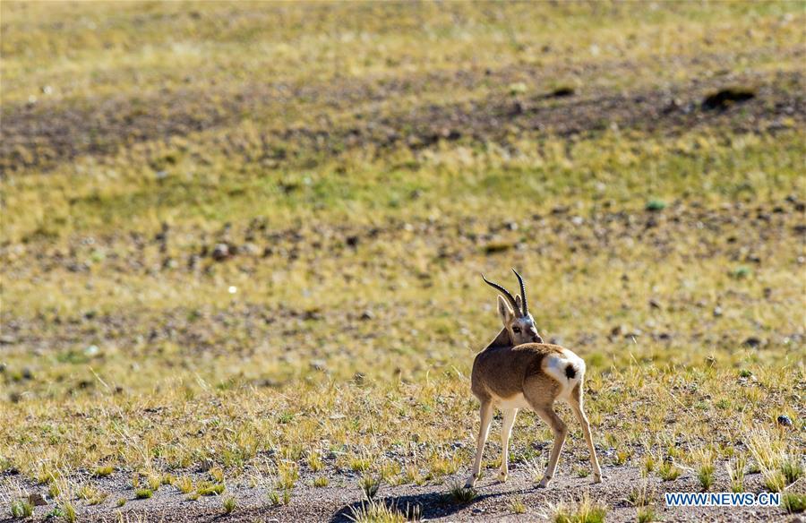 Photo taken on Sept. 19, 2018 shows a Tibetan gazelle, a species under second-class national protection, in Ali Prefecture, southwest China\'s Tibet Autonomous Region. Ali Prefecture, with an average altitude of above 4,500 meters and an area of more than 300,000 square kilometers, is located in the western part of the Tibetan region. The Changtang National Natural Reserve here is the habitat of a variety of wild animals. (Xinhua/Dainzin Nyima Choktrul)