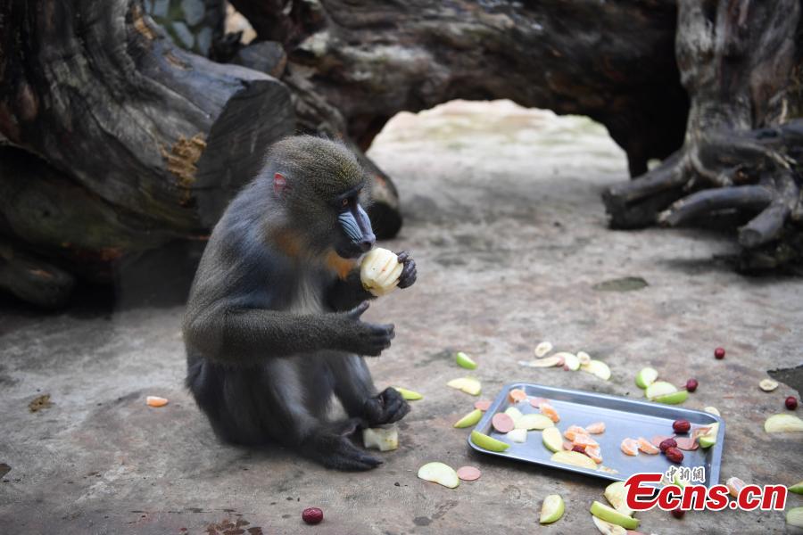 Special moon cakes made with ingredients like fish and fruits are fed to animals at a zoo in Nanning City, South China’s Guangxi Zhuang Autonomous Region, Sept. 20, 2018. The zoo organized a moon cake cooking event ahead of the Mid-Autumn Festival on Sept. 24. (Photo: China News Service/Yu Jing)