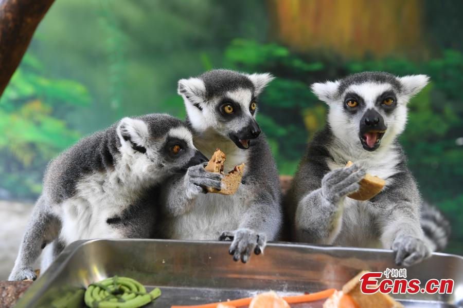 Special moon cakes made with ingredients like fish and fruits are fed to animals at a zoo in Nanning City, South China’s Guangxi Zhuang Autonomous Region, Sept. 20, 2018. The zoo organized a moon cake cooking event ahead of the Mid-Autumn Festival on Sept. 24. (Photo: China News Service/Yu Jing)