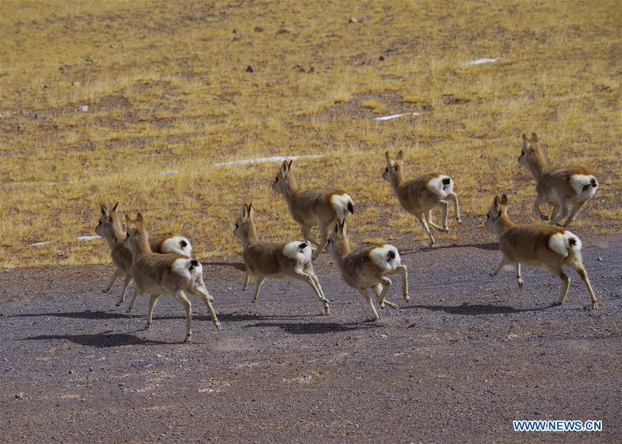 Photo taken on March 15, 2018 shows Tibetan gazelles, a species under second-class national protection, in Ali Prefecture, southwest China\'s Tibet Autonomous Region. Ali Prefecture, with an average altitude of above 4,500 meters and an area of more than 300,000 square kilometers, is located in the western part of the Tibetan region. The Changtang National Natural Reserve here is the habitat of a variety of wild animals. (Xinhua/Liu Dongjun)
