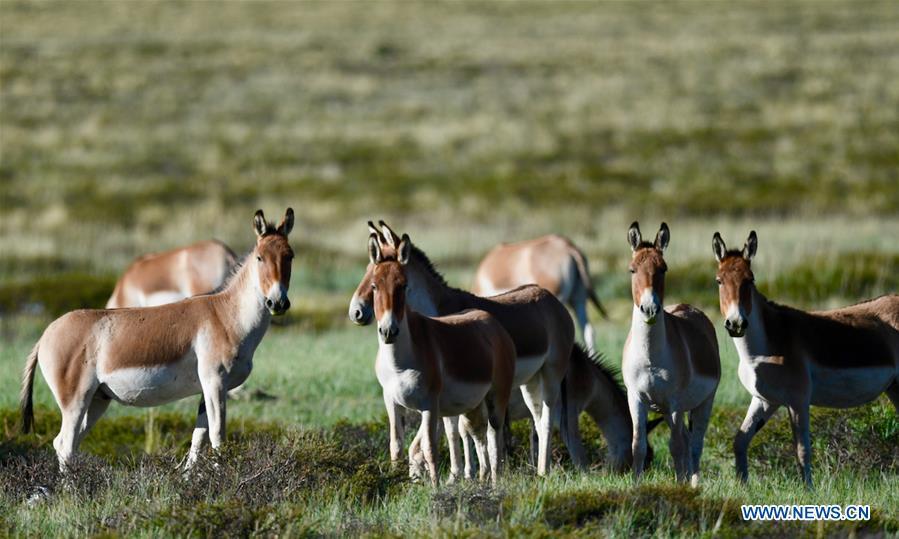Photo taken on Sept. 8, 2018 shows Tibetan wild donkeys, a species under first-class national protection, in Ali Prefecture, southwest China\'s Tibet Autonomous Region. Ali Prefecture, with an average altitude of above 4,500 meters and an area of more than 300,000 square kilometers, is located in the western part of the Tibetan region. The Changtang National Natural Reserve here is the habitat of a variety of wild animals. (Xinhua/Purbu Zhaxi)