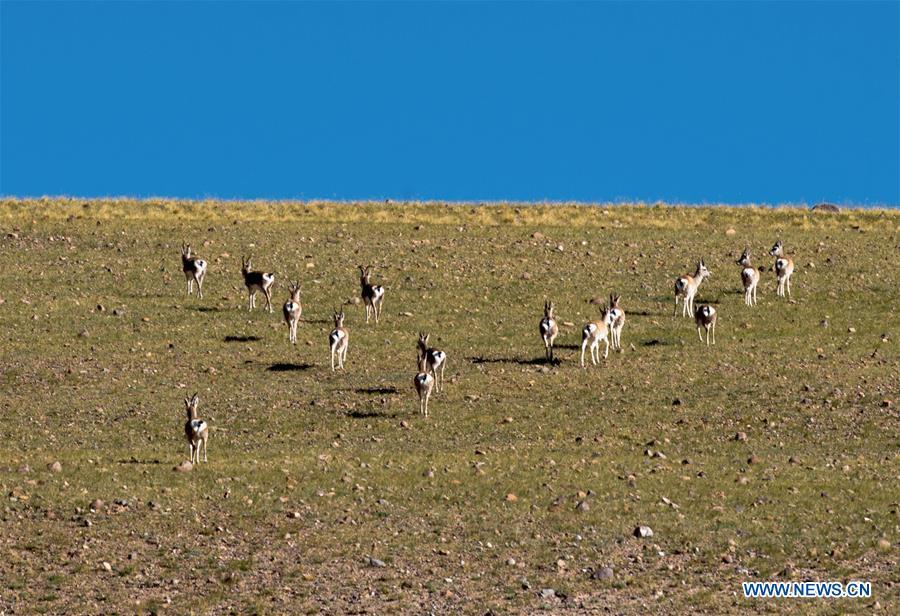 Photo taken on Sept. 19, 2018 shows Tibetan gazelles, a species under second-class national protection, in Ali Prefecture, southwest China\'s Tibet Autonomous Region. Ali Prefecture, with an average altitude of above 4,500 meters and an area of more than 300,000 square kilometers, is located in the western part of the Tibetan region. The Changtang National Natural Reserve here is the habitat of a variety of wild animals. (Xinhua/Dainzin Nyima Choktrul)