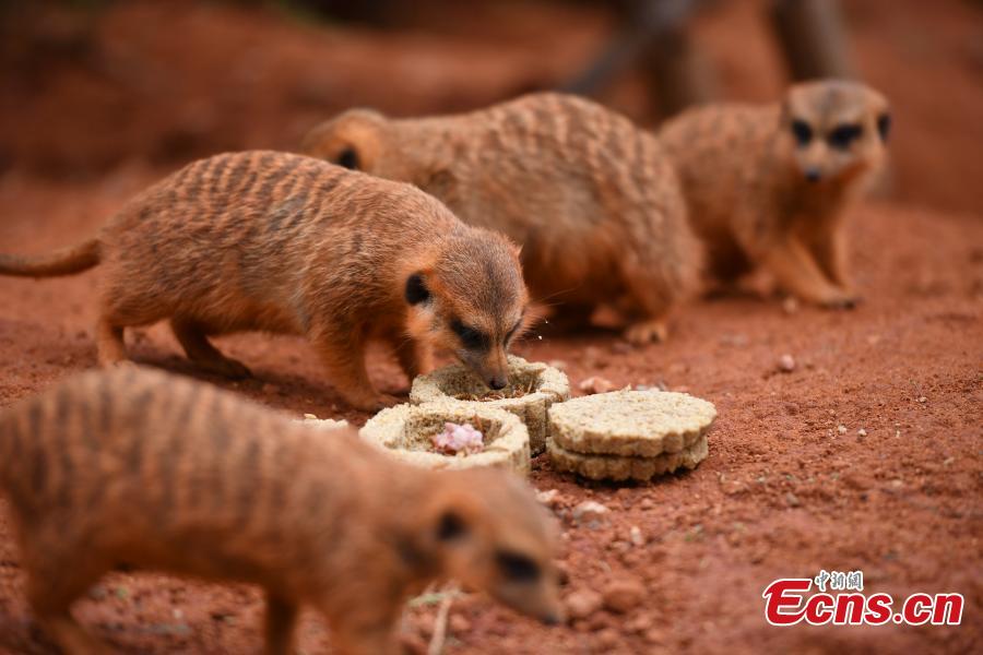Special moon cakes made with ingredients like fish and fruits are fed to animals at a zoo in Nanning City, South China’s Guangxi Zhuang Autonomous Region, Sept. 20, 2018. The zoo organized a moon cake cooking event ahead of the Mid-Autumn Festival on Sept. 24. (Photo: China News Service/Yu Jing)