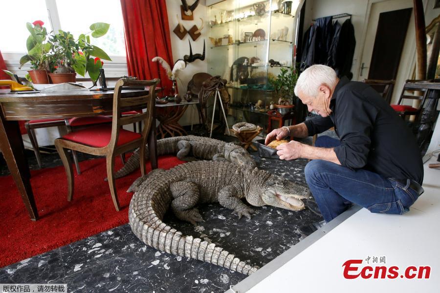 Philippe Gillet, 67 year-old Frenchman who lives with more than 400 reptiles and tamed alligators, gives chicken to his alligators Ali and Gator in his living room in Coueron near Nantes, France, Sept. 19, 2018. (Photo/Agencies)