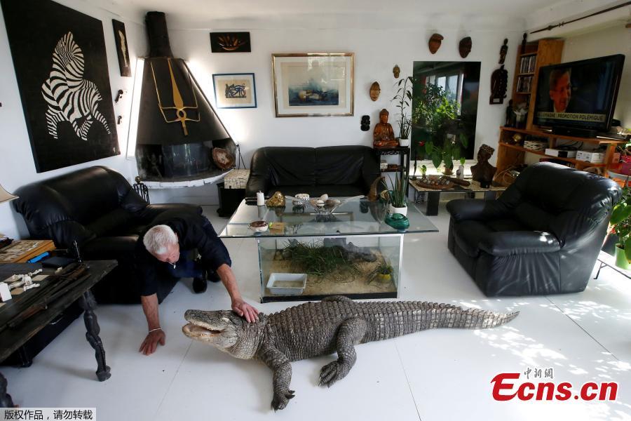 Philippe Gillet, 67 year-old Frenchman who lives with more than 400 reptiles and tamed alligators, gives chicken to his alligator Ali in his living room in Coueron near Nantes, France, Sept. 19, 2018. (Photo/Agencies)