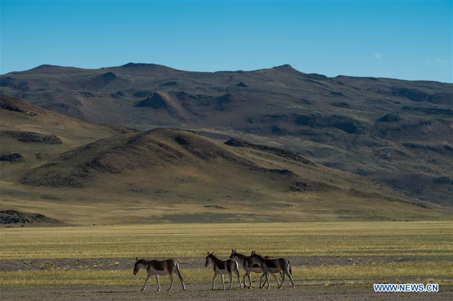 Photo taken on Sept. 19, 2018 shows Tibetan wild donkeys, a species under first-class national protection, in Ali Prefecture, southwest China\'s Tibet Autonomous Region. Ali Prefecture, with an average altitude of above 4,500 meters and an area of more than 300,000 square kilometers, is located in the western part of the Tibetan region. The Changtang National Natural Reserve here is the habitat of a variety of wild animals. (Xinhua/Dainzin Nyima Choktrul)