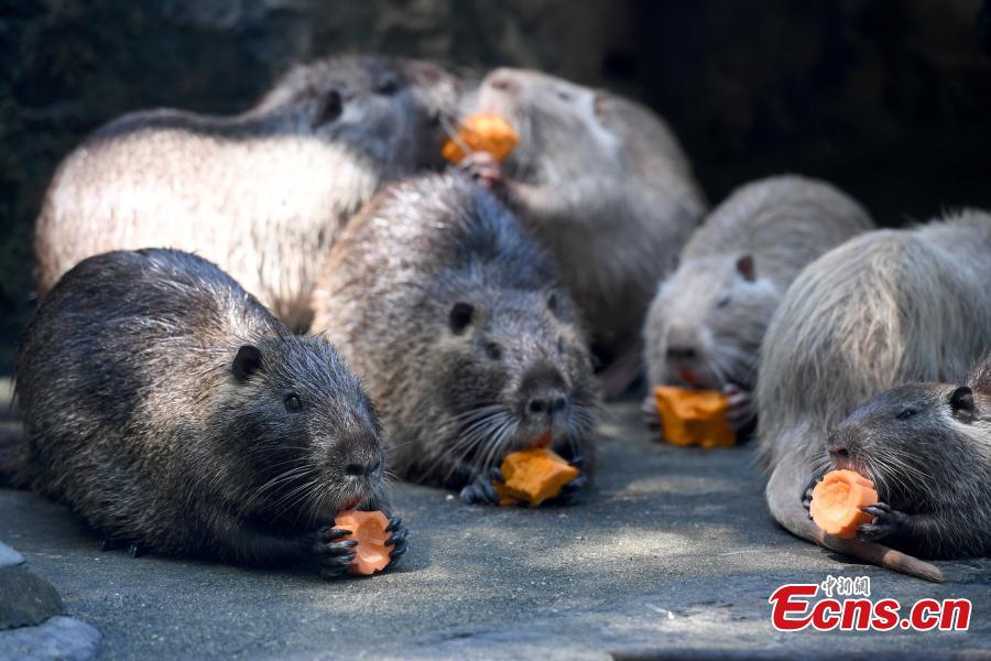 Special moon cakes made with ingredients like fish and fruits are fed to animals at a zoo in Nanning City, South China’s Guangxi Zhuang Autonomous Region, Sept. 20, 2018. The zoo organized a moon cake cooking event ahead of the Mid-Autumn Festival on Sept. 24. (Photo: China News Service/Yu Jing)