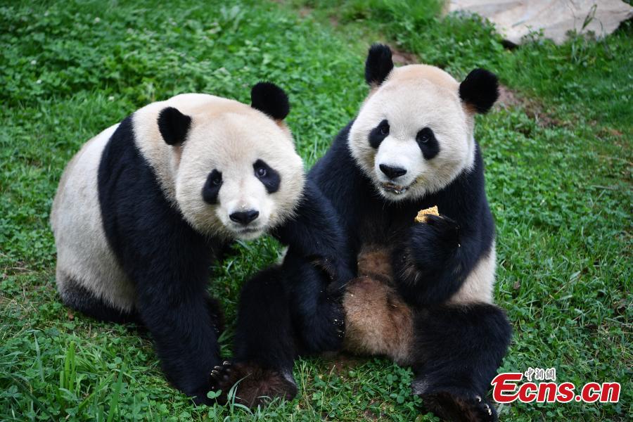 Special moon cakes made with ingredients like fish and fruits are fed to animals at a zoo in Nanning City, South China’s Guangxi Zhuang Autonomous Region, Sept. 20, 2018. The zoo organized a moon cake cooking event ahead of the Mid-Autumn Festival on Sept. 24. (Photo: China News Service/Yu Jing)