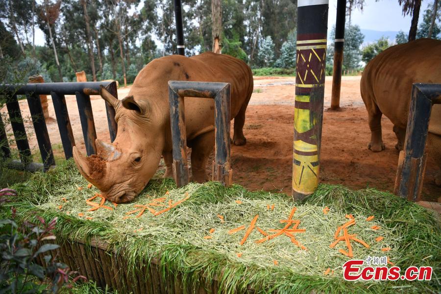 Special moon cakes made with ingredients like fish and fruits are fed to animals at a zoo in Nanning City, South China’s Guangxi Zhuang Autonomous Region, Sept. 20, 2018. The zoo organized a moon cake cooking event ahead of the Mid-Autumn Festival on Sept. 24. (Photo: China News Service/Yu Jing)