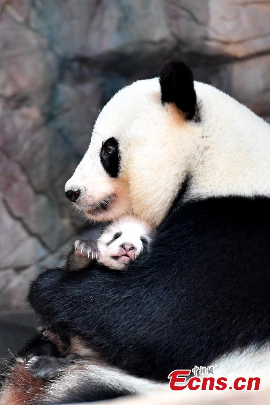 Giant panda cub Longzai makes its public debut with his mother Longlong at the Chimelong Safari Park in Guangzhou, South China’s Guangdong province on September 20, 2018. Giant panda cub Longzai was born at the park on July 12. (Photo: China News Service/ Chen Jimin)