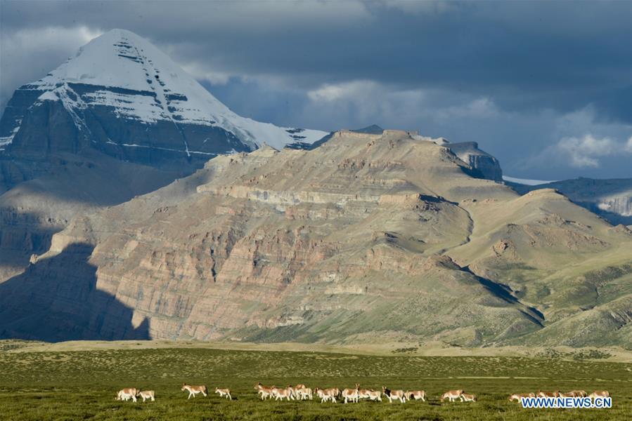 Photo taken on Sept. 11, 2018 shows Tibetan wild donkeys, a species under first-class national protection, at the foot of Mount Kangrinboqe in Ali Prefecture, southwest China\'s Tibet Autonomous Region. Ali Prefecture, with an average altitude of above 4,500 meters and an area of more than 300,000 square kilometers, is located in the western part of the Tibetan region. The Changtang National Natural Reserve here is the habitat of a variety of wild animals. (Xinhua/Purbu Zhaixi)