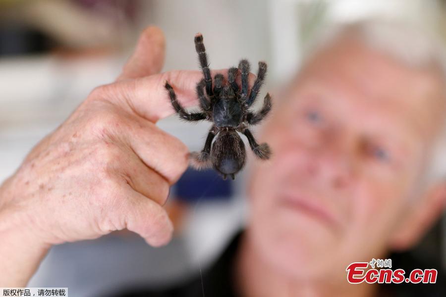 Philippe Gillet, 67 year-old Frenchman who lives with more than 400 reptiles and tamed alligators, looks at a tarantula in his house in Coueron near Nantes, France, Sept. 19, 2018. (Photo/Agencies)