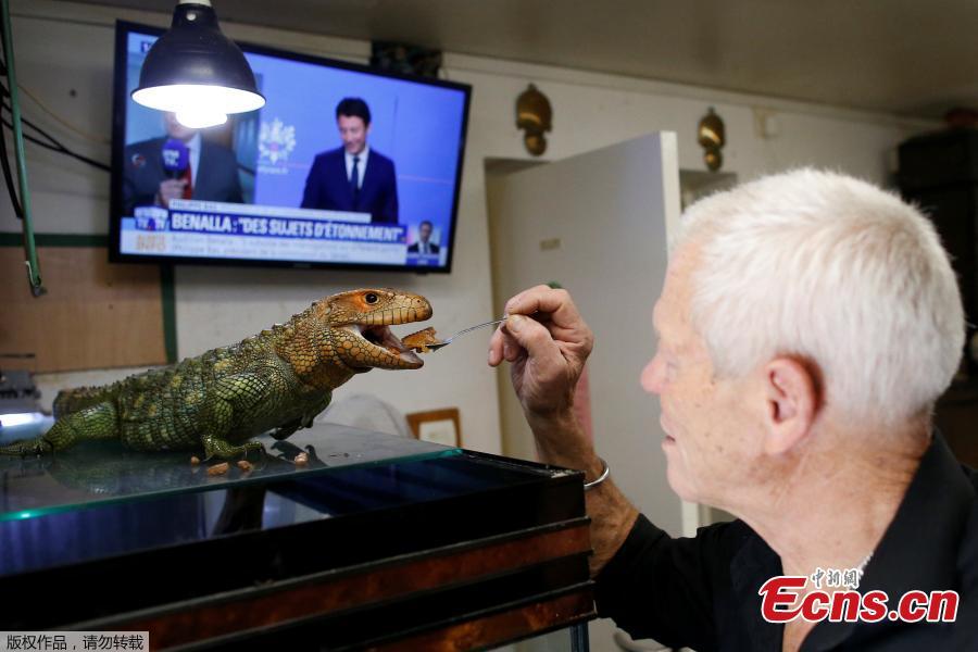 Philippe Gillet, 67 year-old Frenchman who lives with more than 400 reptiles and tamed alligators, feeds his Northern caiman lizard in his house in Coueron near Nantes, France, Sept. 19, 2018. (Photo/Agencies)