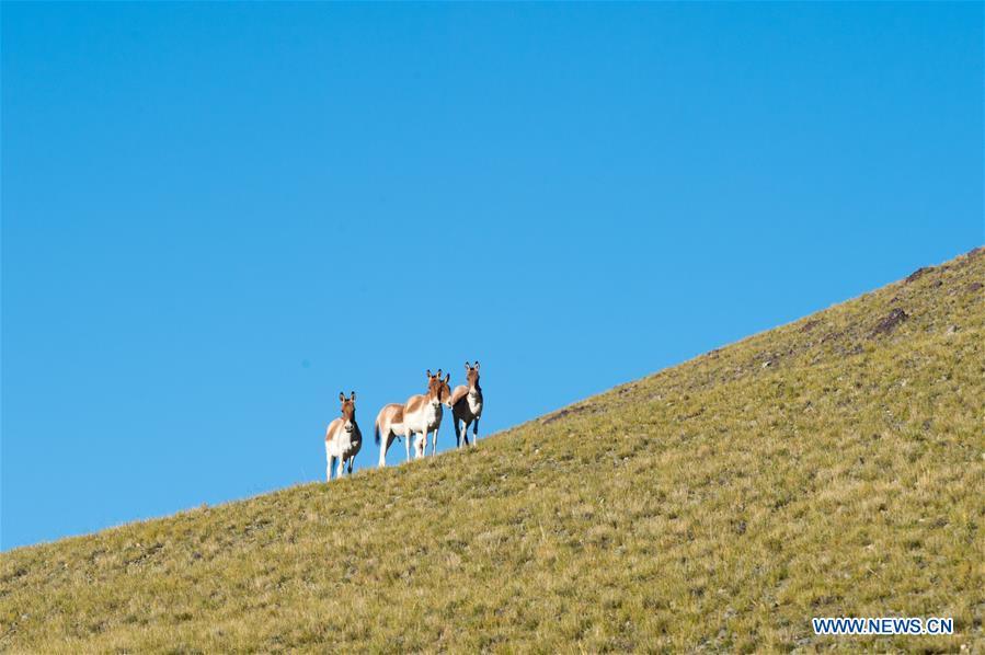 Photo taken on Sept. 20, 2018 shows Tibetan wild donkeys near the Zhari Namco Lake in Ali, southwest China\'s Tibet Autonomous Region. (Xinhua/Dainzin Nyima Choktrul)