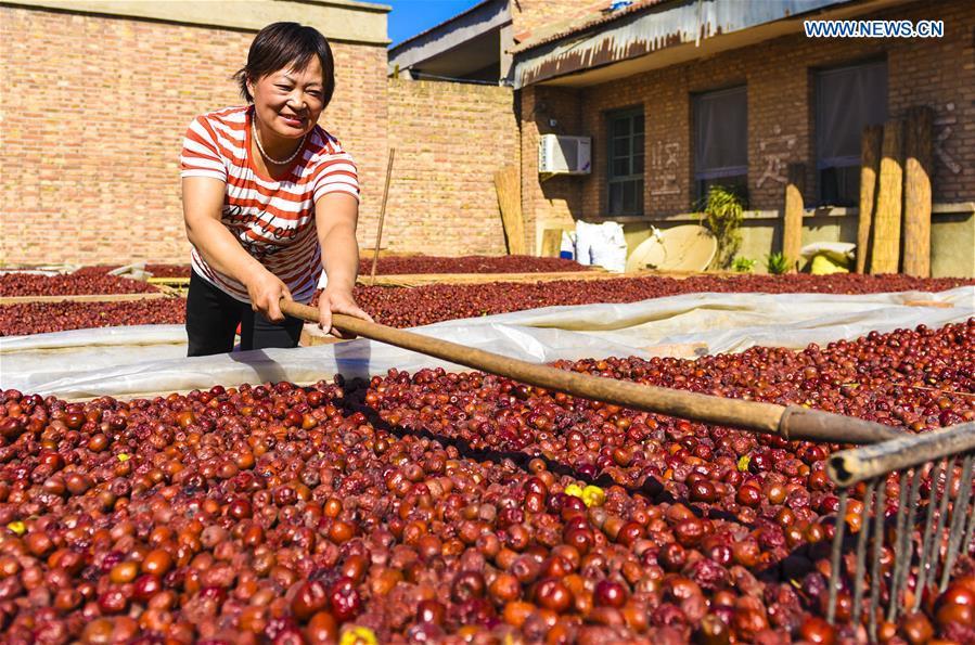 A farmer prepares harvested red dates for air-drying in Mengjiazhuang Village of Zaoqiang Township in Zaoqiang County, north China\'s Hebei Province, Sept. 22, 2018. China will mark its first Farmers\' Harvest Festival on Sept. 23 this year. From 2018 on, the festival, to be celebrated on the Autumnal Equinox each year, is set to be observed annually to greet the harvest season and honour the agricultural workers. (Xinhua/Li Xiaoguo)