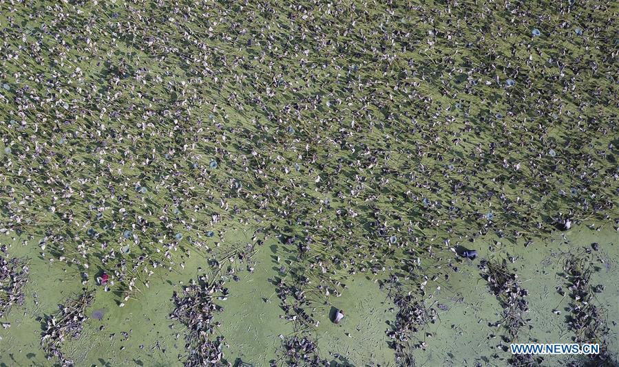 In this aerial photo taken on Sept. 18, 2018, workers dig lotus roots in Wudang Village of Jiangxia District in Wuhan, central China\'s Hubei Province. In Hubei Province, this year\'s autumn harvest of lotus roots is underway. Stooping down in waist-deep ponds with feet submerged in mud, each worker holds a high-pressure water gun in one hand and grope for ripe lotus roots with another. The lotus root is one of the most widely used aquatic vegetables in Chinese cooking. The total cultivation area of lotus roots in China is estimated between 3,300 and 4,000 square kilometers, making the country the largest lotus root producer in the world. In recent years, agricultural researchers in Hubei Province have cultivated and promoted new varieties of lotus roots to offer alternatives to producers and customers. (Xinhua/Yin Gang)