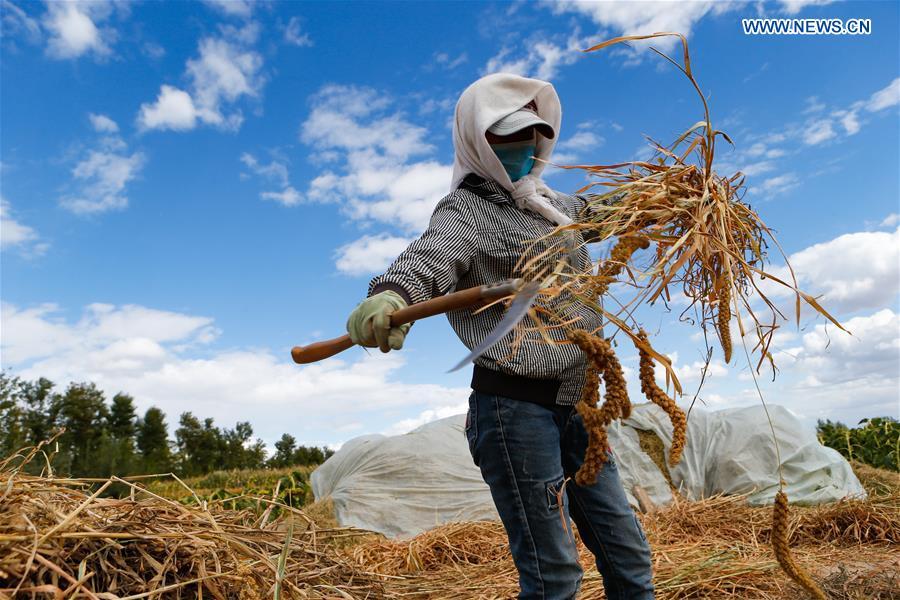 A villager husks wheat grains in Beisanjia Village of Aohan Banner in north China\'s Inner Mongolia Autonomous Region, Sept. 22, 2018. China will mark its first Farmers\' Harvest Festival on Sept. 23 this year. From 2018 on, the festival, to be celebrated on the Autumnal Equinox each year, is set to be observed annually to greet the harvest season and honour the agricultural workers. (Xinhua/Yu Dongsheng)
