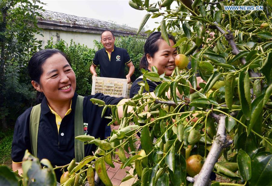 Workers of a research institute pick a new variety of winter dates in Zhanhua District of Binzhou, east China\'s Shandong Province, Sept. 21, 2018. China will mark its first Farmers\' Harvest Festival on Sept. 23 this year. From 2018 on, the festival, to be celebrated on the Autumnal Equinox each year, is set to be observed annually to greet the harvest season and honour the agricultural workers. (Xinhua/Zhu Zheng)