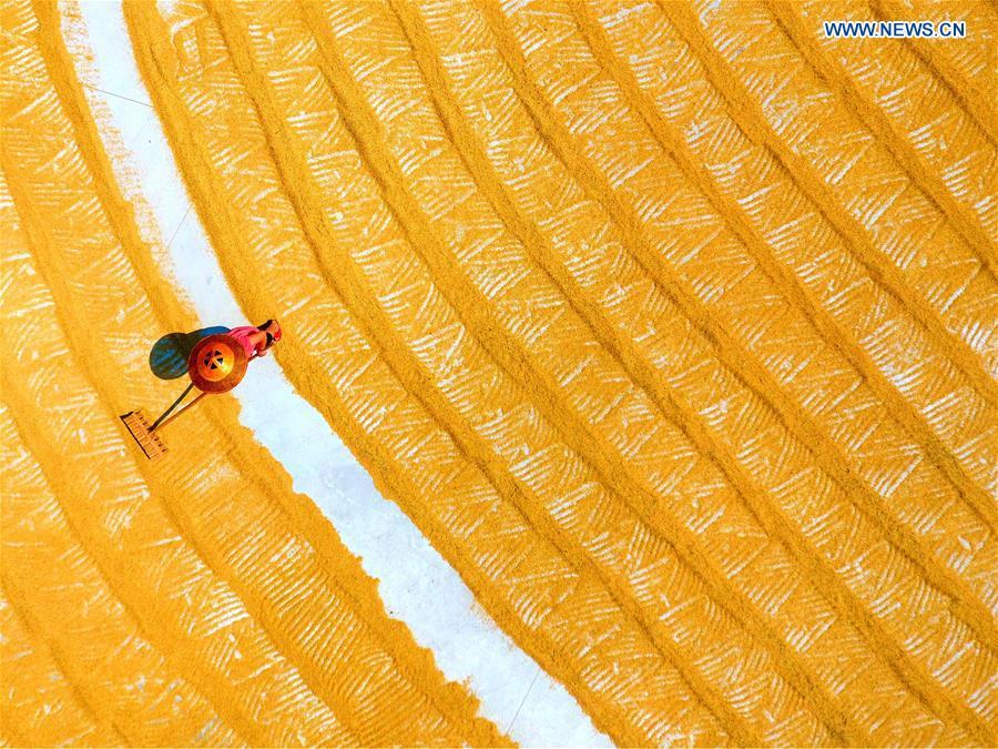 In this aerial photo taken on Sept. 22, 2018, a farmer rakes rice crops for air-drying in Sanshi Village of Jingzi Township in Shuangfeng County, central China\'s Hunan Province. China will mark its first Farmers\' Harvest Festival on Sept. 23 this year. From 2018 on, the festival, to be celebrated on the Autumnal Equinox each year, is set to be observed annually to greet the harvest season and honour the agricultural workers. (Xinhua/Li Jianxin)