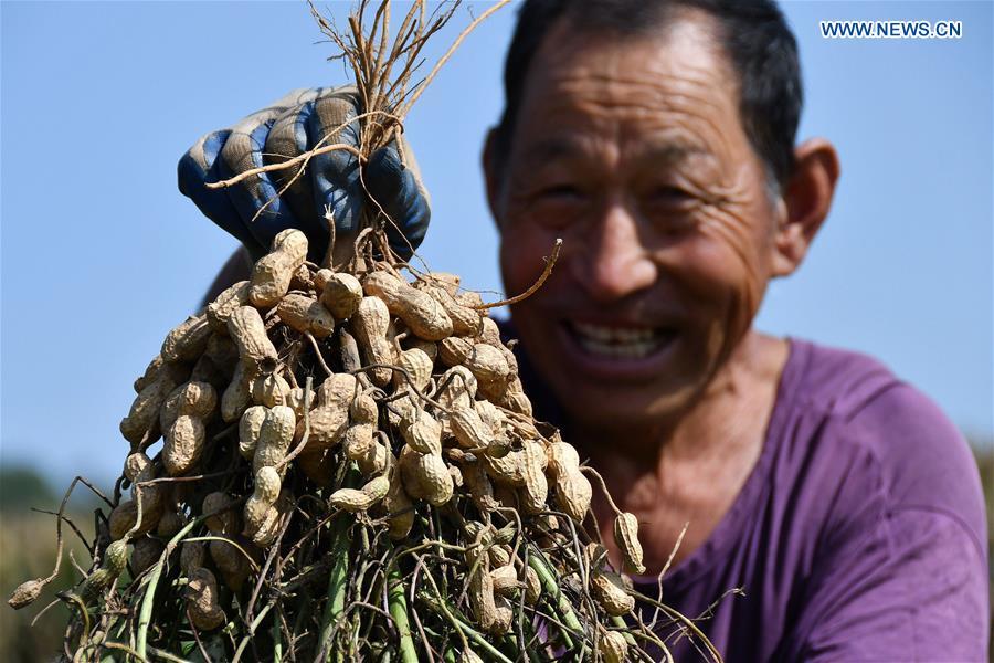 A farmer shows harvested peanuts at a peanut planting base in Yantai, east China\'s Shandong Province, Sept. 22, 2018. China will mark its first Farmers\' Harvest Festival on Sept. 23 this year. From 2018 on, the festival, to be celebrated on the Autumnal Equinox each year, is set to be observed annually to greet the harvest season and honour the agricultural workers. (Xinhua/Sun Wentan)
