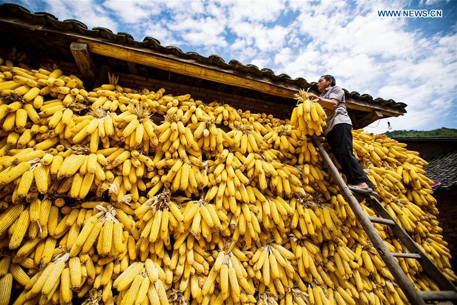 A villager hangs corn ears for air-drying in Jiaolong Village of Majiadu Township in Zhushan County, Shiyan, central China\'s Hubei Province, Sept. 22, 2018. China will mark its first Farmers\' Harvest Festival on Sept. 23 this year. From 2018 on, the festival, to be celebrated on the Autumnal Equinox each year, is set to be observed annually to greet the harvest season and honour the agricultural workers. (Xinhua/Zhang Lei)