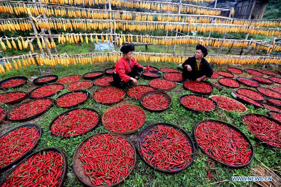 Two Villagers prepare harvested chillis for air-drying in Xiaozhai Village of Longji Township in Guilin, south China\'s Guangxi Zhuang Autonomous Region, Sept. 23, 2018. People across China hold various activities to celebrate the country\'s first Farmers\' Harvest Festival, which falls on Sept. 23 this year. (Xinhua/Wang Zichuang)