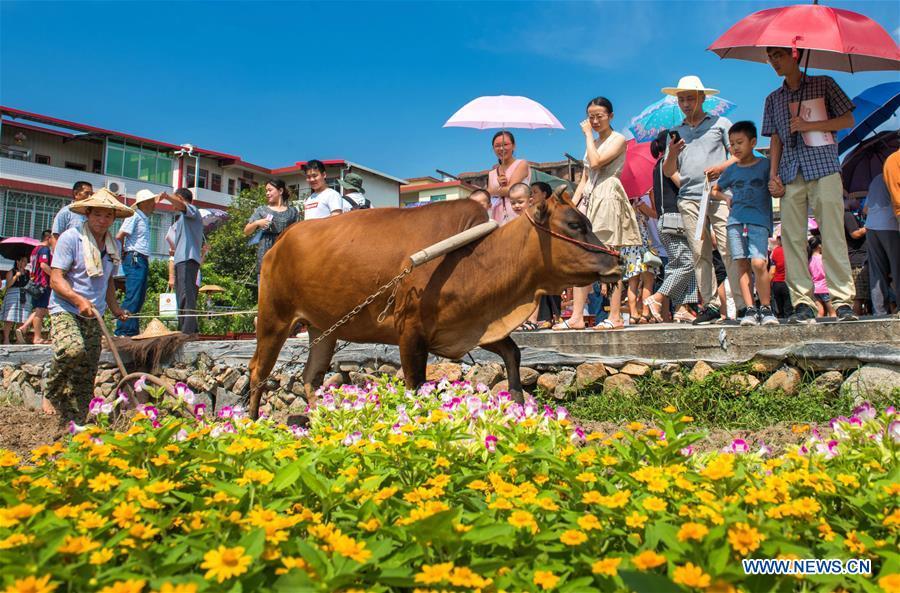 Tourists watch a ploughing performance in Yongchun County, southeast China\'s Fujian Province, Sept. 23, 2018. People across China hold various activities to celebrate the country\'s first Farmers\' Harvest Festival, which falls on Sept. 23 this year. (Xinhua/Kang Qingping)