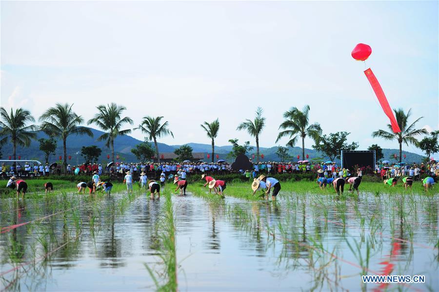 A rice transplanting contest is held at a national rice theme park in Sanya, south China\'s Hainan Province, Sept. 23, 2018. People across China hold various activities to celebrate the country\'s first Farmers\' Harvest Festival, which falls on Sept. 23 this year. (Xinhua/Sha Xiaofeng)