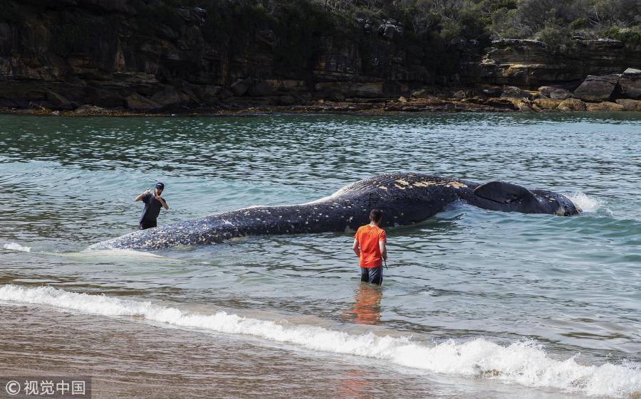 Men look on and photograph a whale carcass on Wattamolla Beach in the Royal National Park south of Sydney on September 24, 2018 in Sydney, Australia. The carcass is believed to be a rare Sei whale. (Photo/Agencies)
