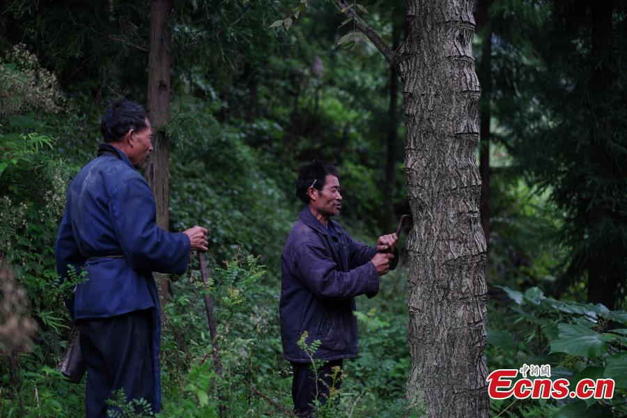 Hu Wenxun and his brother Hu Wenshun reap lacquer in Dafang County, Southwest China’s Guizhou Province, Sept. 23, 2018. The period from early summer to late autumn each year is said to be the best time to reap lacquer in the mountainous county, which has seen a rapid increase in online sales of the product. (Photo: China News Service/He Junyi)