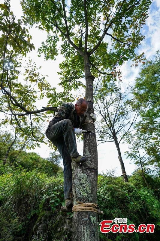 Liu Minghe, 48, cuts open a tree to take sap, which is used to make a durable coating called lacquer, in Dafang County, Southwest China’s Guizhou Province, Sept. 22, 2018. Liu said he earns about 30,000 yuan ($4,370) from April to September from the traditional craft. (Photo: China News Service/He Junyi)