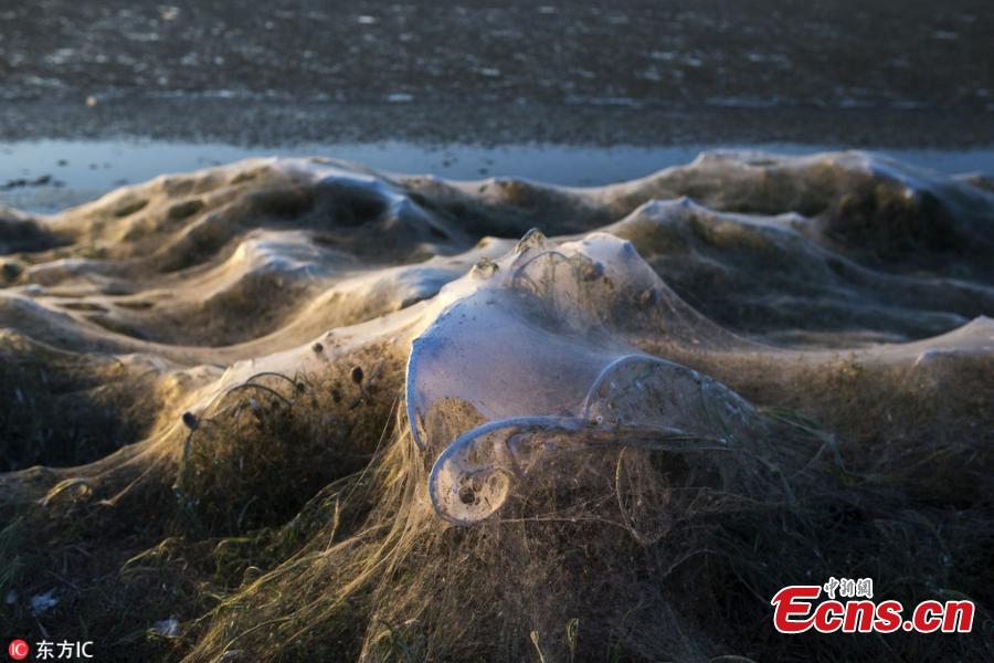 Amid favorable weather conditions and an abundance of food, an explosion in the population of spiders in the western Greek town of Aitoliko has covered more than 300 meters of coastline in thick, cloud-like webs. Bushes and large trees were surrounded in the silvery substance. (Photo/IC)
