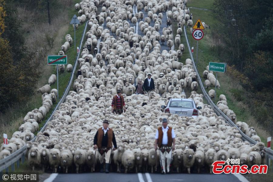 Photo taken by Bart?omiej Jurecki of Poland shows Redyk, a traditional, kilometers-long march of highlanders with flocks of sheep, which takes place twice a year: in the spring at the start of the grazing season, and in the autumn at season\'s end. Shepherds are paid by owners in sheep milk for looking after the flocks while they graze over the summer. The autumn Redyk ends in festivities, as highlanders celebrate returning with the flocks from the grazing fields in the mountains. (Photo/VCG)