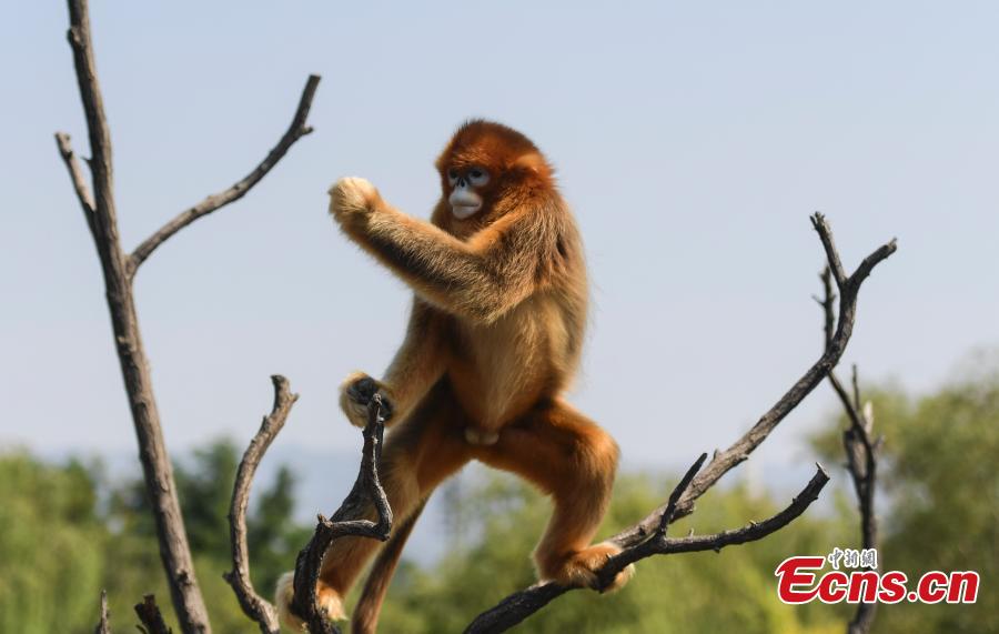 A snub-nosed monkey plays at Wild World in Jinan City, East China’s Shandong Province, Sept. 27, 2018. (Photo: China News Service/Zhang Yong)