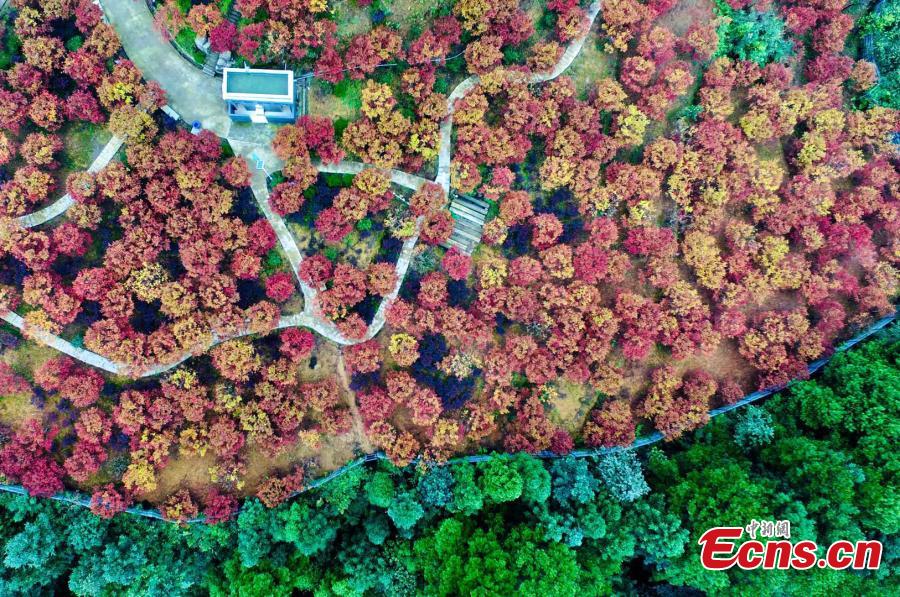 A red maple forest in Bana District, Southwest China’s Chongqing Municipality, Sept. 27, 2018. A festival will take place until late November as the leaves change color on the various maple species, covering an area of 33 hectares. (Photo: China News Service/Li Hua)