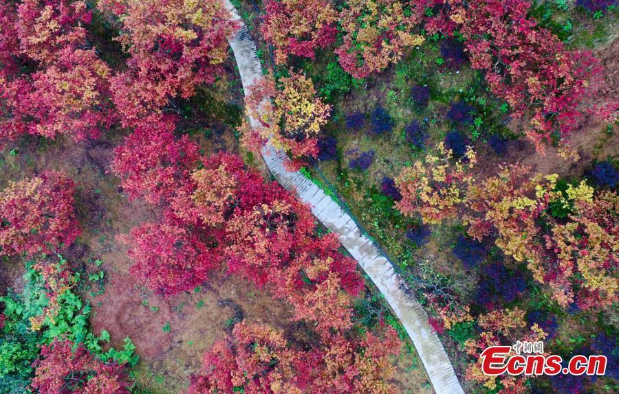 A red maple forest in Bana District, Southwest China’s Chongqing Municipality, Sept. 27, 2018. A festival will take place until late November as the leaves change color on the various maple species, covering an area of 33 hectares. (Photo: China News Service/Li Hua)