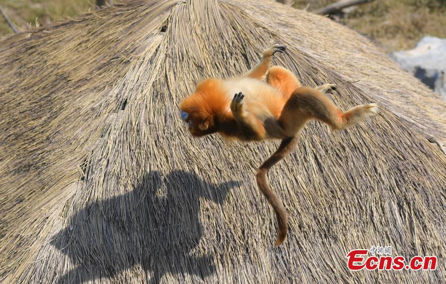 A snub-nosed monkey plays at Wild World in Jinan City, East China’s Shandong Province, Sept. 27, 2018. (Photo: China News Service/Zhang Yong)