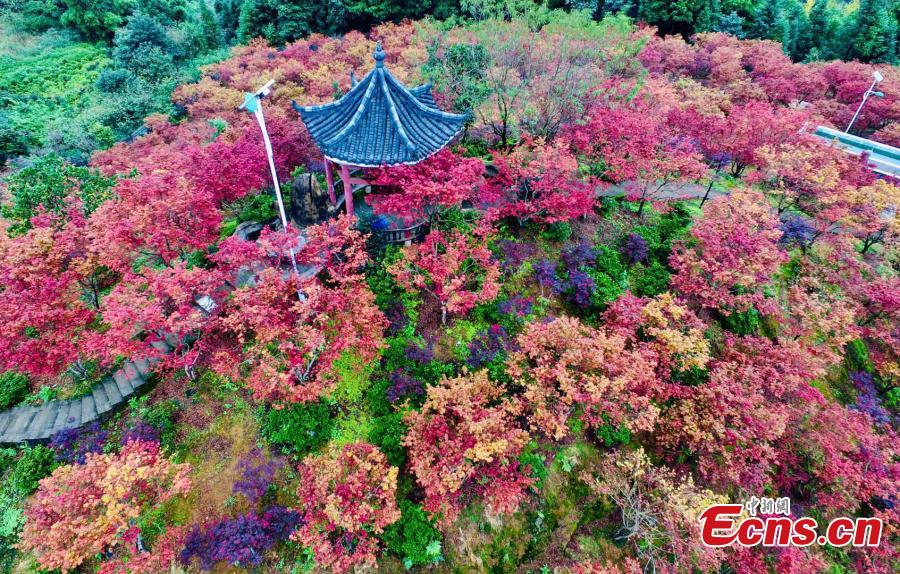 A red maple forest in Bana District, Southwest China’s Chongqing Municipality, Sept. 27, 2018. A festival will take place until late November as the leaves change color on the various maple species, covering an area of 33 hectares. (Photo: China News Service/Li Hua)