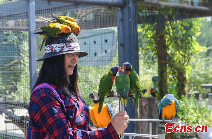 A tourist plays with parrots at Wild World in Jinan City, East China’s Shandong Province, Sept. 27, 2018. (Photo: China News Service/Zhang Yong)