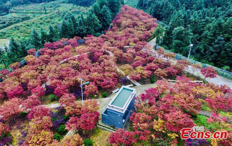 A red maple forest in Bana District, Southwest China’s Chongqing Municipality, Sept. 27, 2018. A festival will take place until late November as the leaves change color on the various maple species, covering an area of 33 hectares. (Photo: China News Service/Li Hua)
