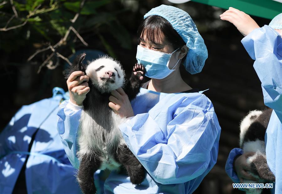 Photo taken on Sept. 28, 2018 shows giant panda cubs at Chengdu Research Base of Giant Panda Breeding in Chengdu, capital of southwest China\'s Sichuan Province. A total of 12 cubs born in the base in 2018 met the public here Friday. (Xinhua)