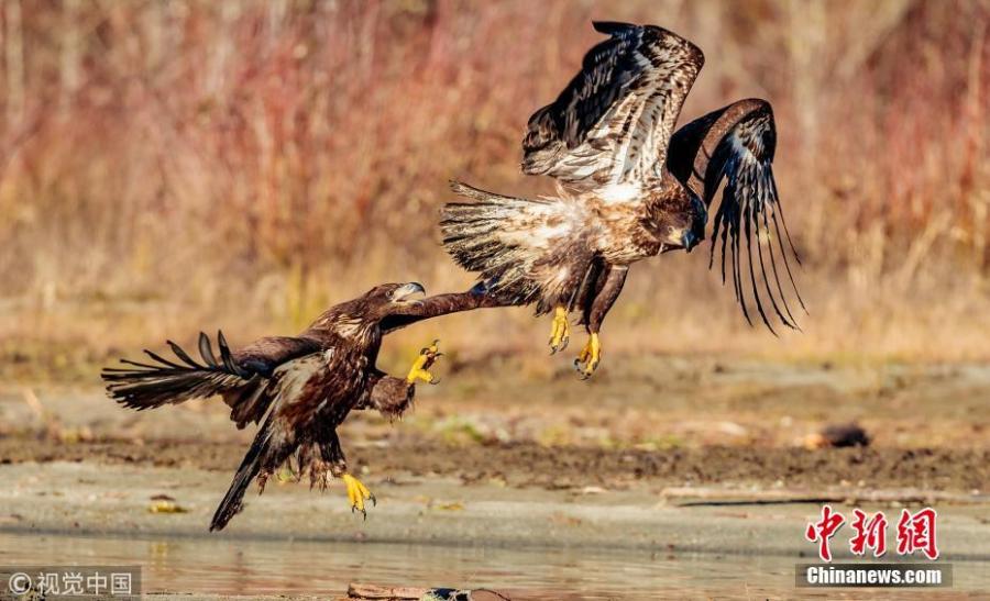 Photo taken by Loren Mooney, 57, shows juvenile Bald Eagles fighting over a salmon in a river in Skagit Valley, Washington. (Photo/VCG)