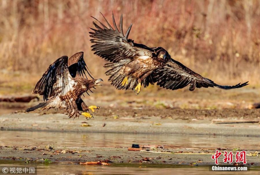 Photo taken by Loren Mooney, 57, shows juvenile Bald Eagles fighting over a salmon in a river in Skagit Valley, Washington. (Photo/VCG)
