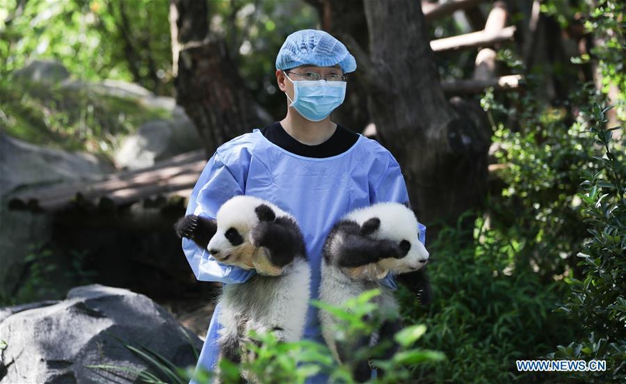 Photo taken on Sept. 28, 2018 shows giant panda cubs at Chengdu Research Base of Giant Panda Breeding in Chengdu, capital of southwest China\'s Sichuan Province. A total of 12 cubs born in the base in 2018 met the public here Friday. (Xinhua)