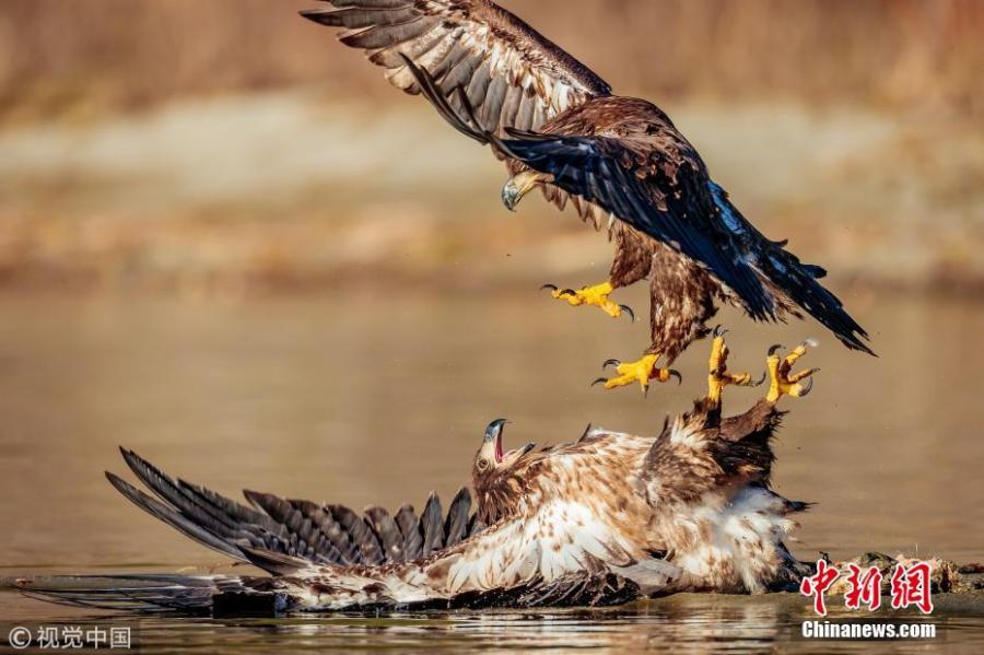 Photo taken by Loren Mooney, 57, shows juvenile Bald Eagles fighting over a salmon in a river in Skagit Valley, Washington. (Photo/VCG)