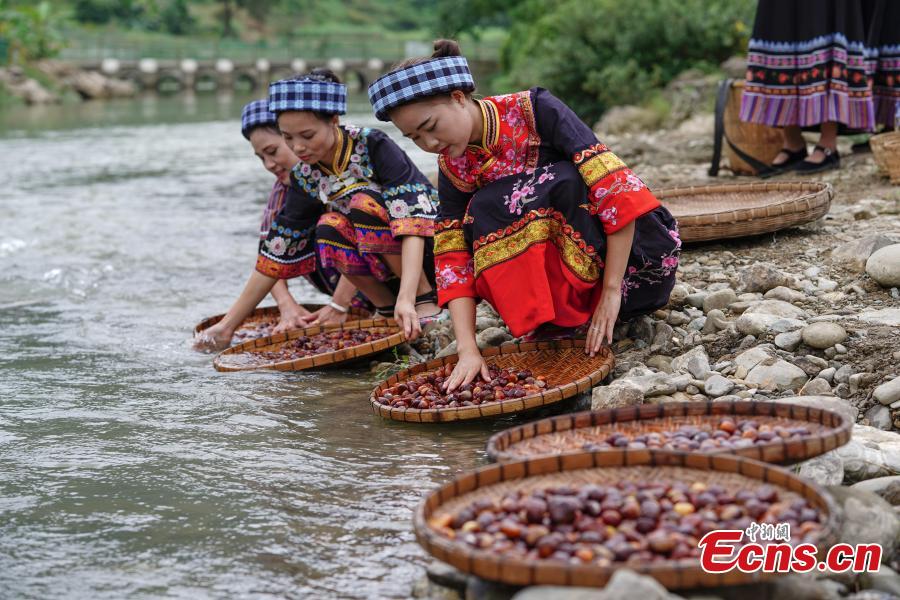 Women of Bouyei ethnic group shows newly harvested Chinese chestnut at a village in Wangmo County, Southwest China’s Guizhou Province, Sept. 28, 2018. The county has supported development of Chinese chestnut as a major way to boost local farmer’s income and shake off poverty. The chestnut planting area reached (13,000 hectares) this year, with an annual output value of about 168 million yuan ($24 million), and more than 18,000 families benefited from the sector. (Photo: China News Service/He Junyi)