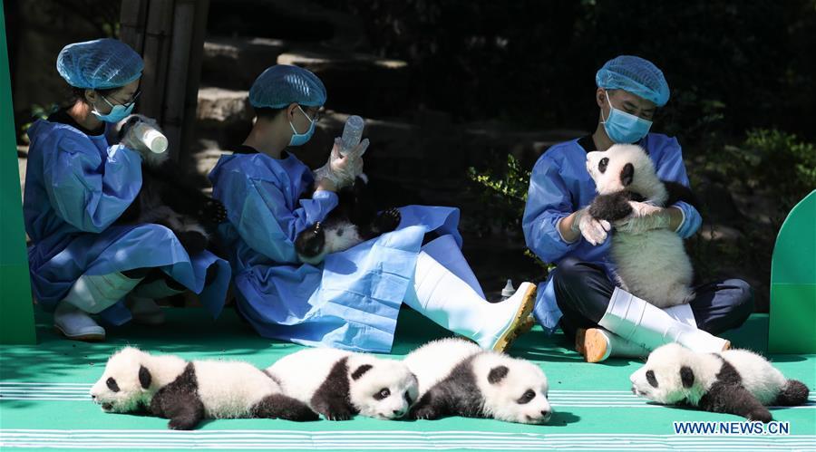 Photo taken on Sept. 28, 2018 shows giant panda cubs at Chengdu Research Base of Giant Panda Breeding in Chengdu, capital of southwest China\'s Sichuan Province. A total of 12 cubs born in the base in 2018 met the public here Friday. (Xinhua)